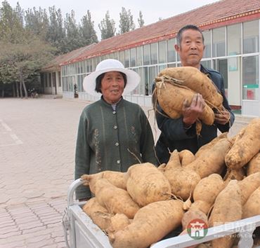 史同海、孫成菊夫婦與他們的地瓜