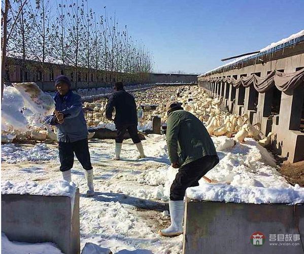 莒縣大雪鴨場損失300萬，天災(zāi)人禍誰來償